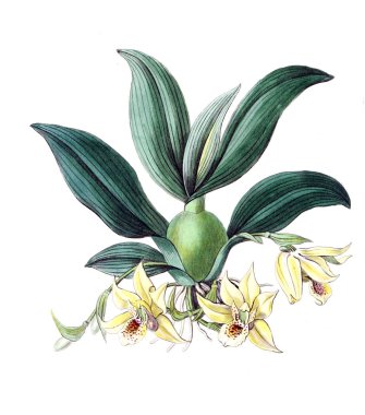 Bitki çizimi. Eski resim