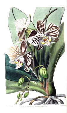 Bitki çizimi. Eski resim