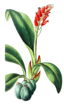 Bitki çizimi. Eski resim