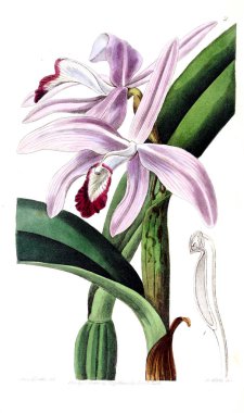 Bitki çizimi. Eski resim