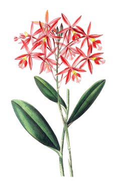 Bitki çizimi. Eski resim