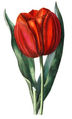 Bitki çizimi. Eski resim