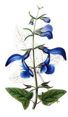 Bitki çizimi. Eski resim