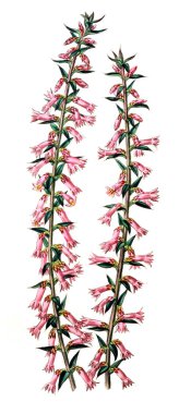 Bitki çizimi. Eski resim