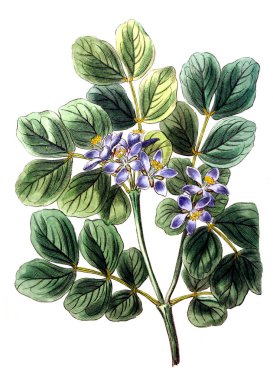 Bitki çizimi. Eski resim