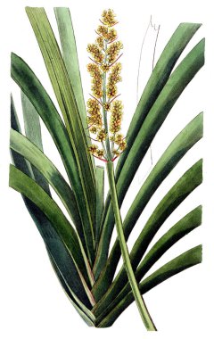 Bitki çizimi. Eski resim