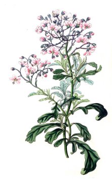 Bitki çizimi. Eski resim