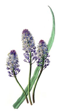 Bitki çizimi. Eski resim