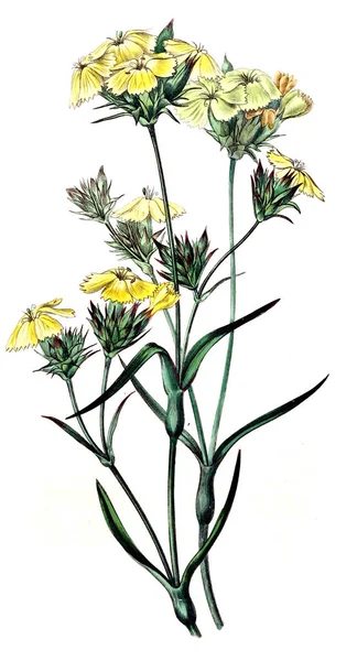 Bitki çizimi. Eski resim