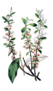 Bitki çizimi. Eski resim