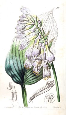 Bitki çizimi. Eski resim