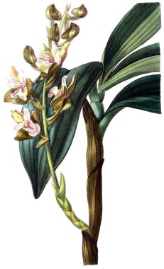 Bitki çizimi. Eski resim