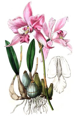 Bitki çizimi. Eski resim