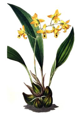 Bitki çizimi. Eski resim