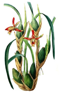 Bitki çizimi. Eski resim