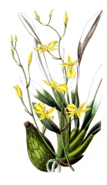 Bitki çizimi. Eski resim