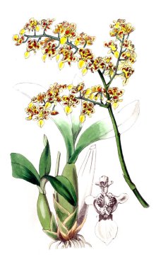 Bitki çizimi. Eski resim