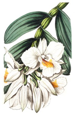 Bitki çizimi. Eski resim