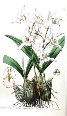 Bitki çizimi. Eski resim