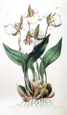 Bitki çizimi. Eski resim