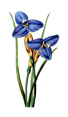 Bitki çizimi. Eski resim