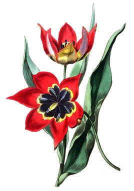 Bitki çizimi. Eski resim