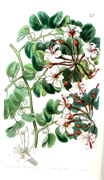 Illustration Plante Ancienne Image — Photo