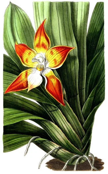 Ilustración Planta Imagen Antigua — Foto de Stock