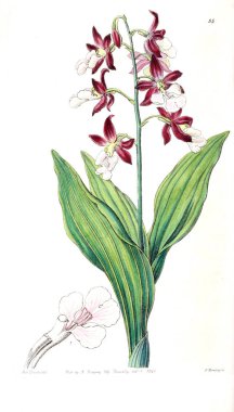 Bitki çizimi. Eski resim