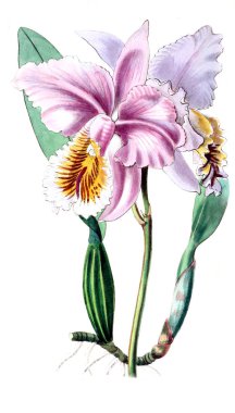 Bitki çizimi. Eski resim