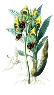 Bitki çizimi. Eski resim