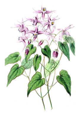 Bitki çizimi. Eski resim