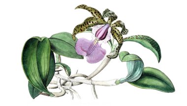 Bitki çizimi. Eski resim