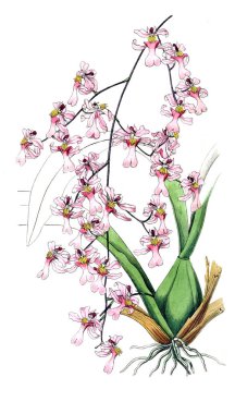 Bitki çizimi. Eski resim