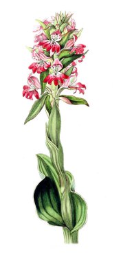 Bitki çizimi. Eski resim