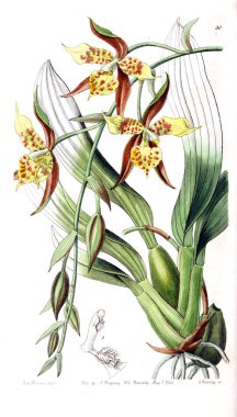 Bitki çizimi. Eski resim