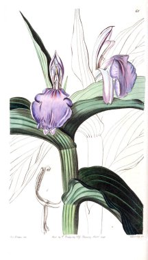 Bitki çizimi. Eski resim