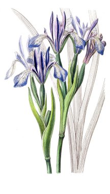 Bitki çizimi. Eski resim