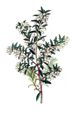 Bitki çizimi. Eski resim