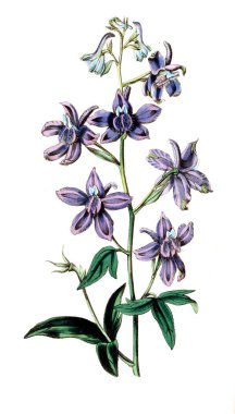 Bitki çizimi. Eski resim