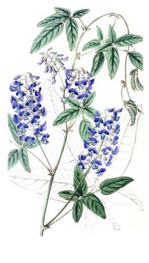 Bitki çizimi. Eski resim