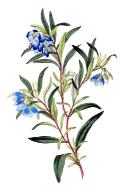 Bitki çizimi. Eski resim