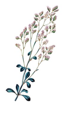 Bitki çizimi. Eski resim