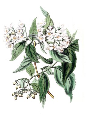 Bitki çizimi. Eski resim