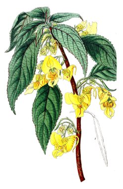 Bitki çizimi. Eski resim