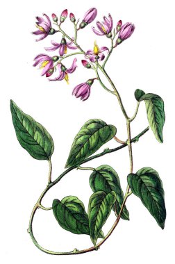 Bitki çizimi. Eski resim