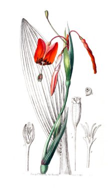 Bitki çizimi. Eski resim