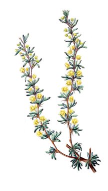 Bitki çizimi. Eski resim