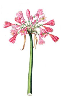 Bitki çizimi. Eski resim