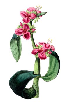 Bitki çizimi. Eski resim